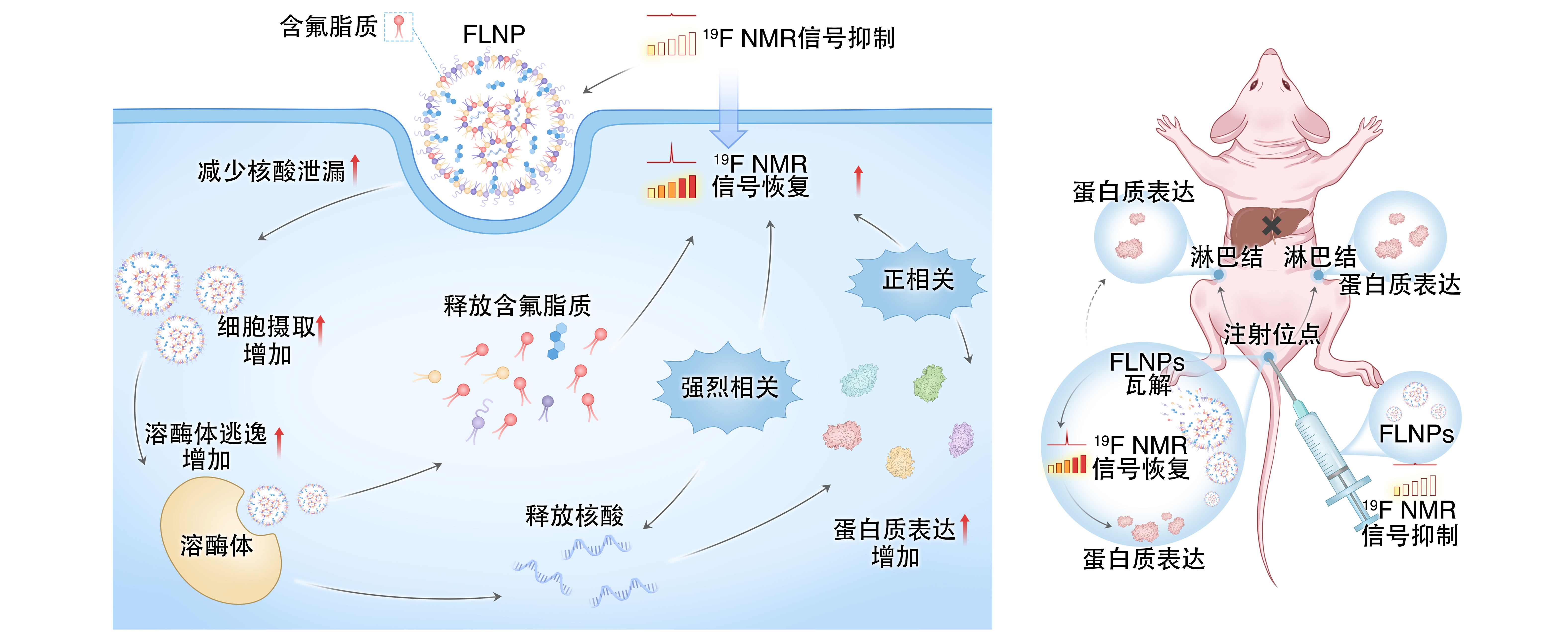 让 mRNA 在体内“看得见” PA真人视讯在mRNA疫苗递送研究方面取得重要进展